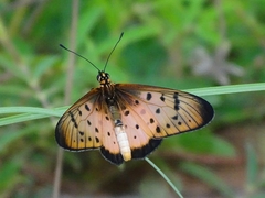 Acraea caecilia