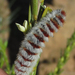 Aizoa namaqua - Photo (c) Chris Vynbos, alguns direitos reservados (CC BY-SA), uploaded by Chris Vynbos