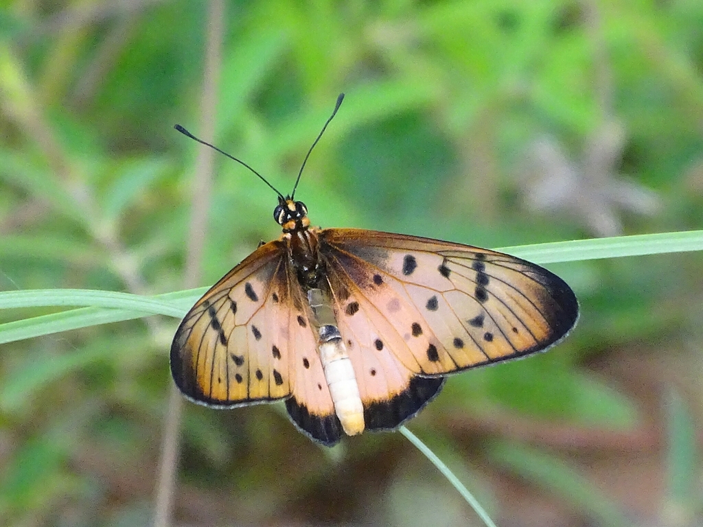 pink acraea
