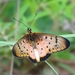 Acraea caecilia - Photo (c) AMADOU BAHLEMAN FARID, μερικά δικαιώματα διατηρούνται (CC BY-NC), uploaded by AMADOU BAHLEMAN FARID