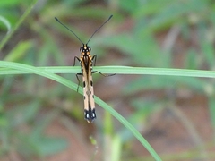 Acraea caecilia