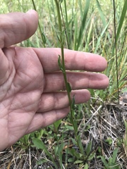 Erigeron arizonicus