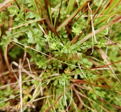 Galium saxatile