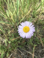 Erigeron arizonicus