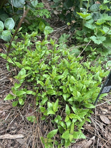 Veronica ovata iNat (2)