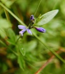 Polygala serpyllifolia