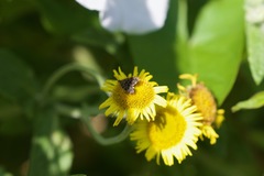 Anthophila fabriciana