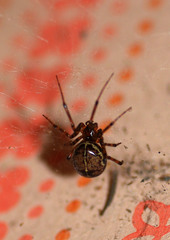 Steatoda castanea