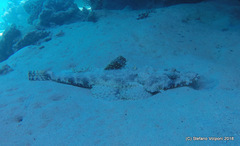 Papilloculiceps longiceps