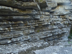 Pinguicula longifolia