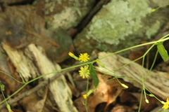 Hieracium paniculatum
