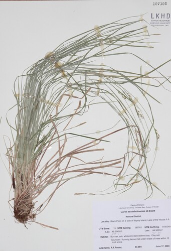 Assiniboine sedge (Carex assiniboinensis)