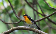 Narcissus Flycatcher photo 2