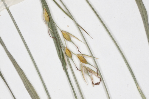 Image of Carex assiniboinensis by no rights reserved