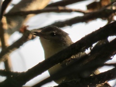 Vireo philadelphicus