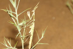 Empusa pennicornis
