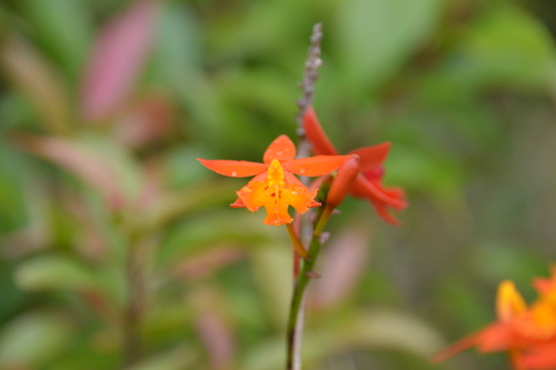 Image of Epidendrum radicans by (c) Letizia Weichgrebe, some rights reserved (CC BY)