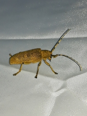 Saperda carcharias