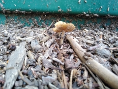 Agrocybe