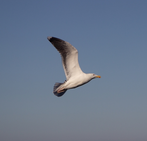 Gavión atlántico (Larus marinus)