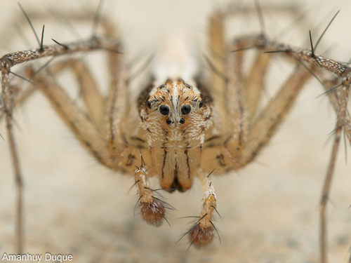 Oxyopes kraepelinorum