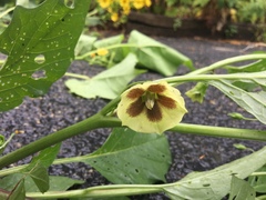 Physalis heterophylla