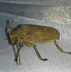 Saperda carcharias