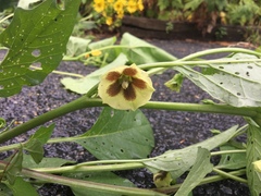 Physalis heterophylla