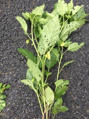 Physalis heterophylla