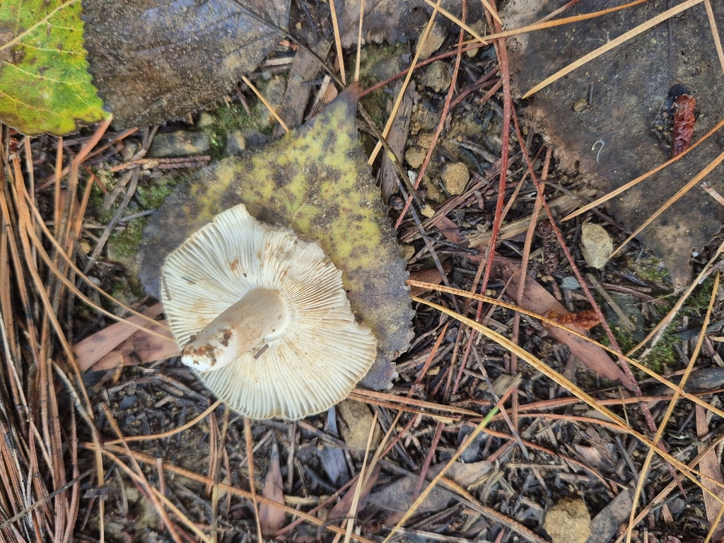 Russula amoenolens · April 2025 · photo: © rempson (iNaturalist, cc-by)