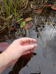 Eleocharis robbinsii