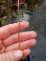 Eleocharis robbinsii