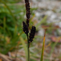 Carex microchaeta
