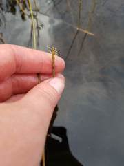 Eleocharis robbinsii