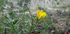 Chamaecytisus austriacus