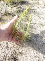 Liatris glandulosa