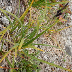 Carex microchaeta