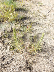 Liatris glandulosa