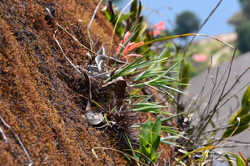 Pitcairnia heterophylla, photograph 2