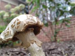 Agrocybe molesta