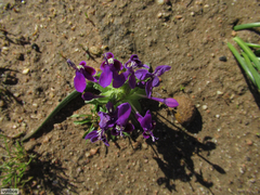 Lapeirousia pyramidalis regalis