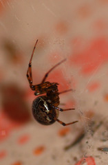 Steatoda castanea