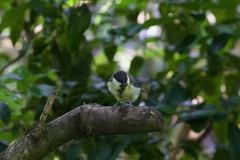Parus major