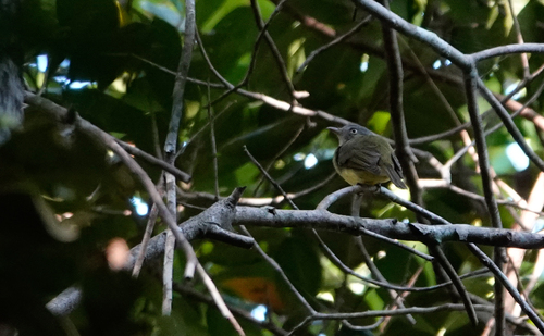 Saffron-crested Tyrant-Manakin (Neopelma chrysocephalum)