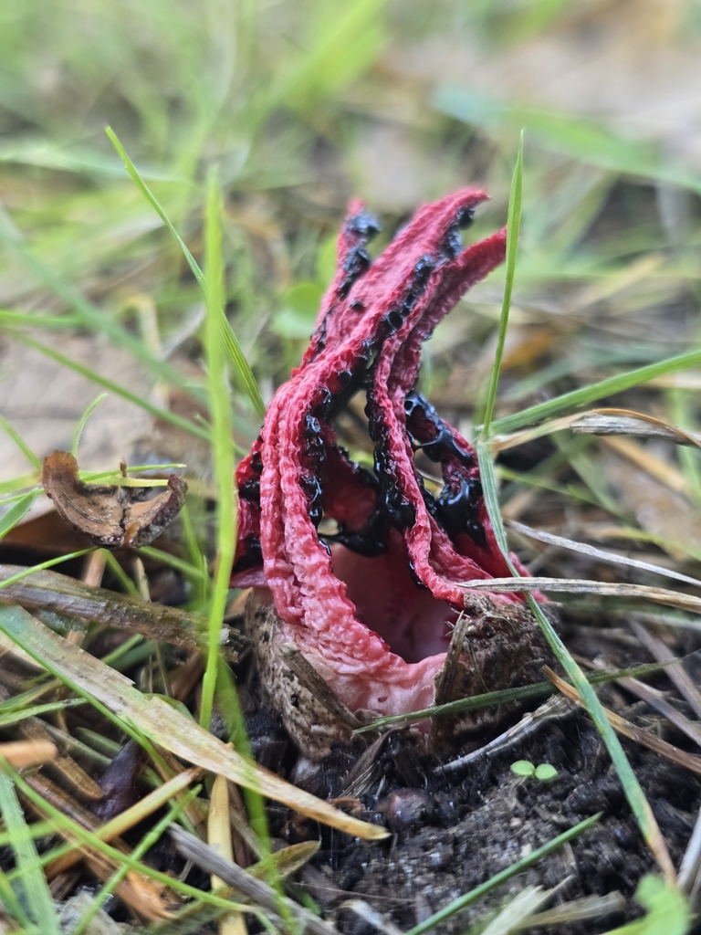 Clathrus archeri · April 2025 · photo: © xmahliax (iNaturalist, cc-by-nc)