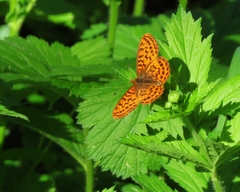 Boloria epithore