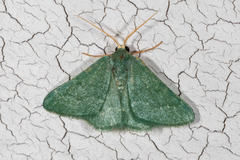Xerochlora mesotheides
