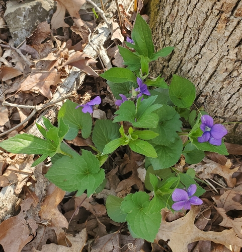 Lovell's violet (Viola lovelliana)