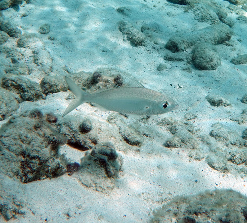 Florida mojarra (Ulaema lefroyi) — Gerreidae — 5