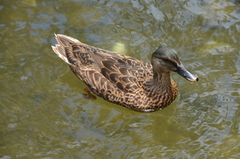 Anas platyrhynchos × wyvilliana